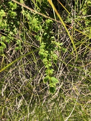 Myrothamnus flabellifolius
