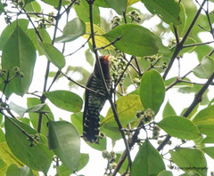 Chrysococcyx xanthorhynchus