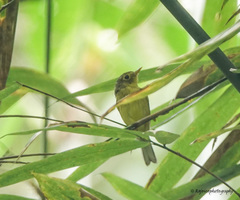 Phylloscopus burkii