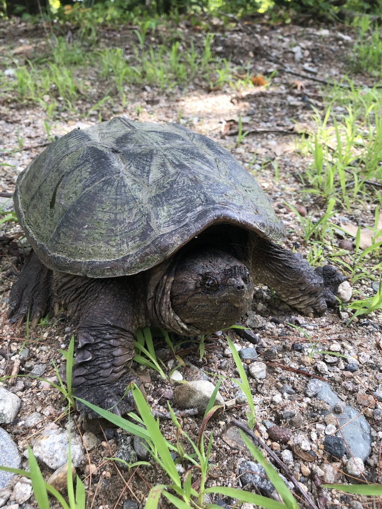 Common Snapping Turtle from White Mountain Hwy, Milton, NH, US on July ...