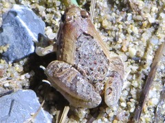 Microhyla pulchra