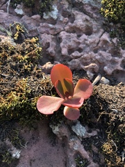 Kalanchoe sexangularis