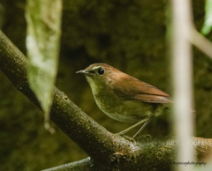 Lesser Shortwing photo 4