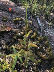Kalanchoe sexangularis