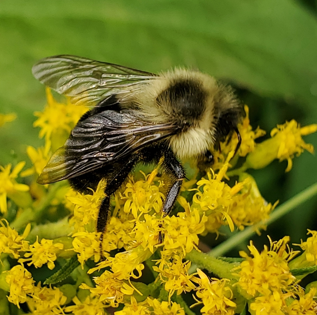 Common Eastern Bumble Bee from Winterthur, Pennsbury Township, DE, USA ...