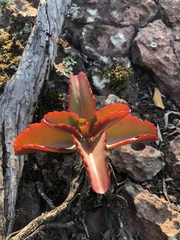 Kalanchoe sexangularis