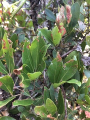 Rhoicissus revoilii