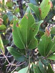 Rhoicissus revoilii