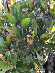 Rhoicissus revoilii