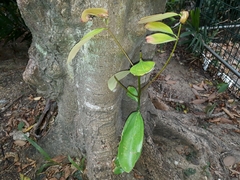 Cinnamomum iners