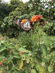 Danaus melanippus hegesippus