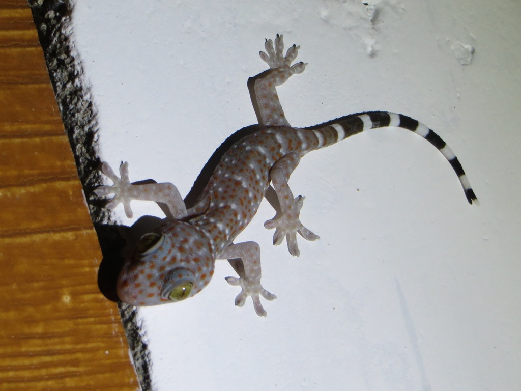 Calling Geckos