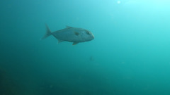 Seriola hippos