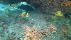 Epinephelus daemelii