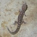 Siamese Leaf-toed Gecko - Photo (c) seasav, some rights reserved (CC BY-NC-ND), uploaded by seasav