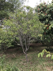Tarenna fragrans