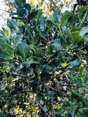 Psydrax obovata elliptica