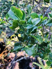 Psydrax obovata elliptica