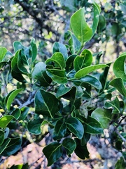 Psydrax obovata elliptica