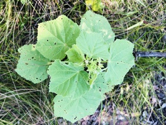 Hibiscus lunarifolius