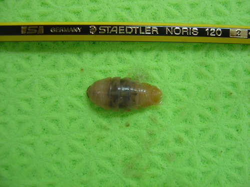 Representative image of Aega psora