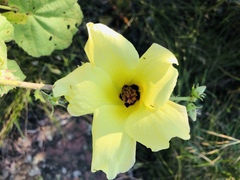 Hibiscus lunarifolius