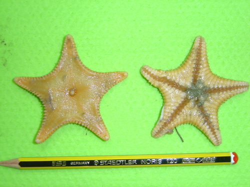 Cookie-cutter Sea Star — photo 1