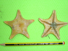 Ctenodiscus crispatus