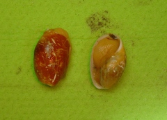 Scaphander punctostriatus