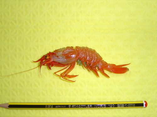 Glyphocrangon