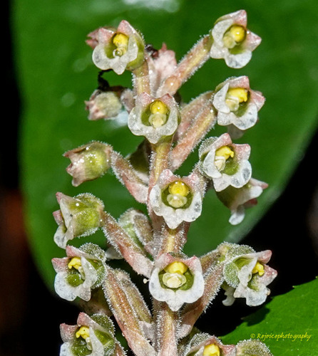 Shiny-leaf Hetaeria (Hetaeria oblongifolia)
