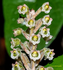 Hetaeria oblongifolia