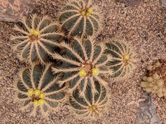 Parodia