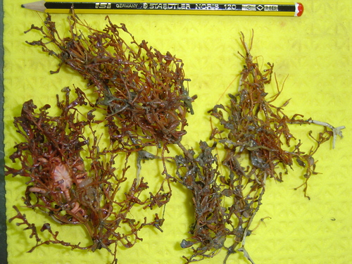 Acanella in life
