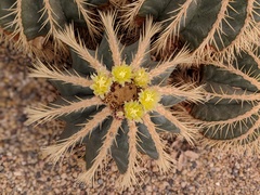 Parodia