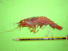 Glyphocrangon longirostris