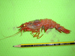 Glyphocrangon longirostris