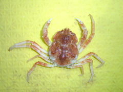 Hyas coarctatus