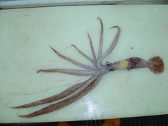 Chiroteuthis