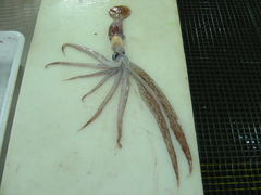 Chiroteuthis