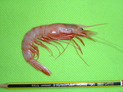 Aristaeopsis edwardsiana