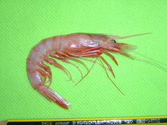 Aristaeopsis edwardsiana