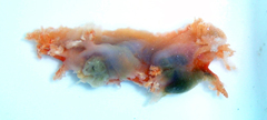 Dendronotus elegans
