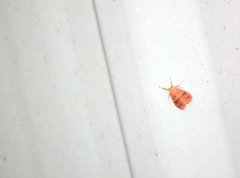 Miltochrista arcuata