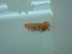 Dendronotus elegans