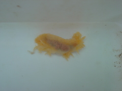 Dendronotus elegans