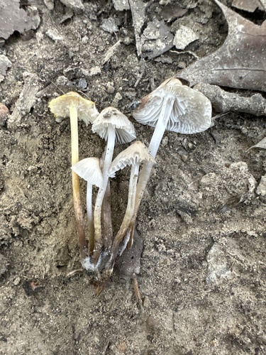 Mycena inclinata