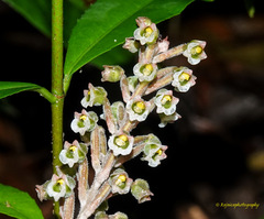 Hetaeria oblongifolia