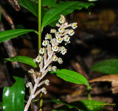 Hetaeria oblongifolia