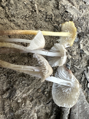 Mycena inclinata (Photo 2 of 3)